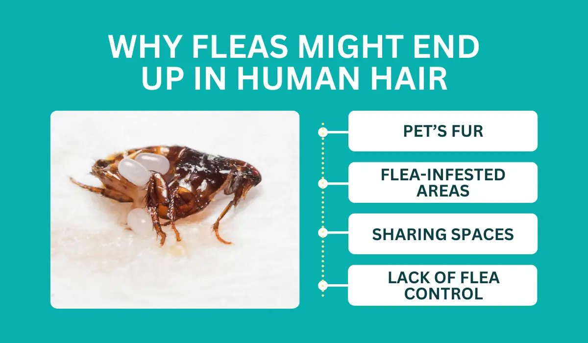 Why Fleas Might End Up in Human Hair