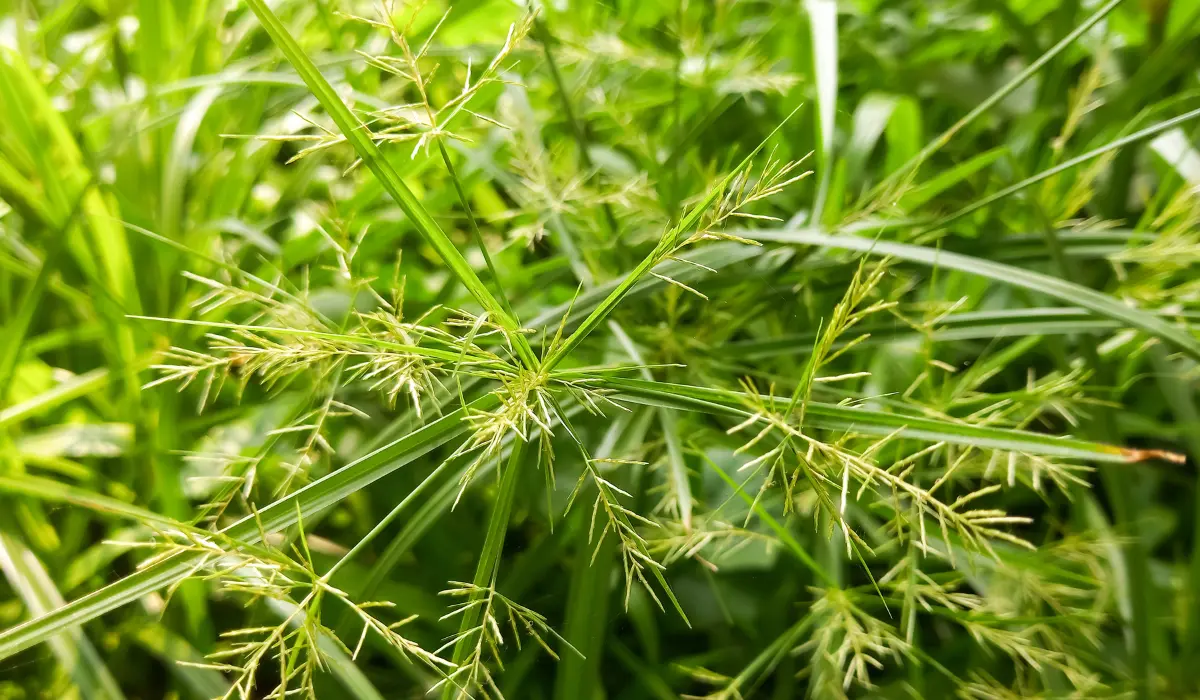 Yellow Nutsedge