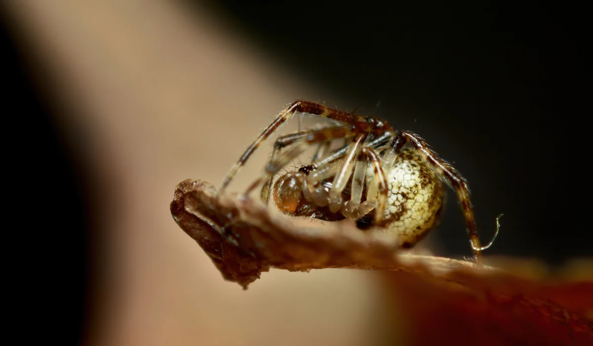 american house spider