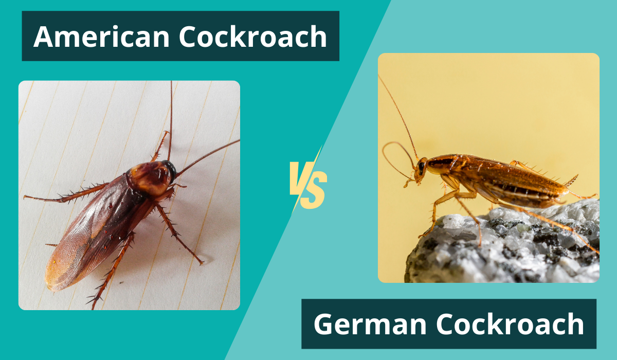 american vs german roach comparison