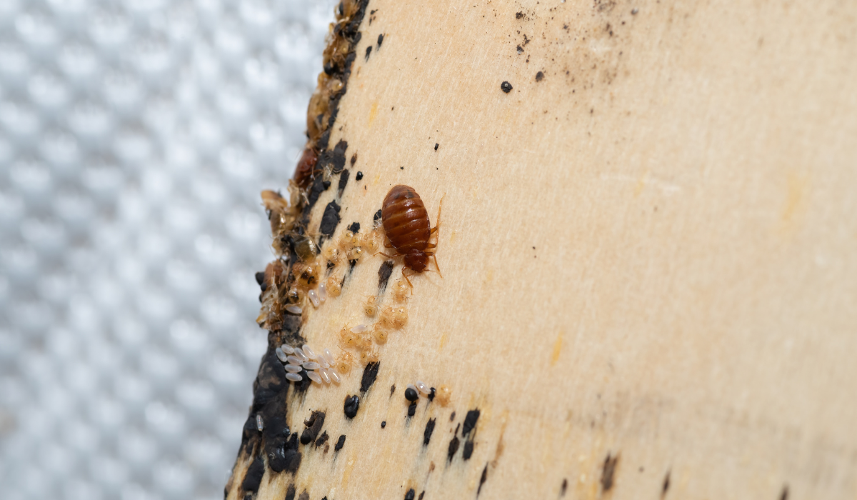 What Do Bed Bugs Smell Like? | Native Pest Management