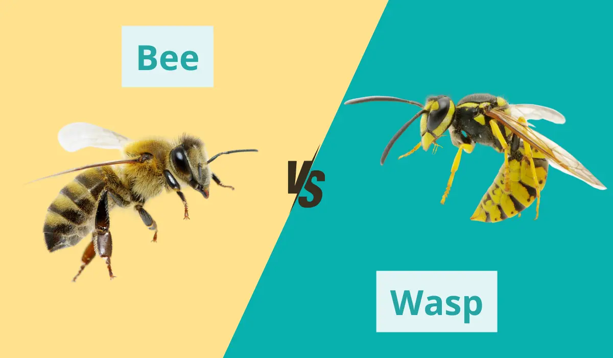 bee vs wasp comparison