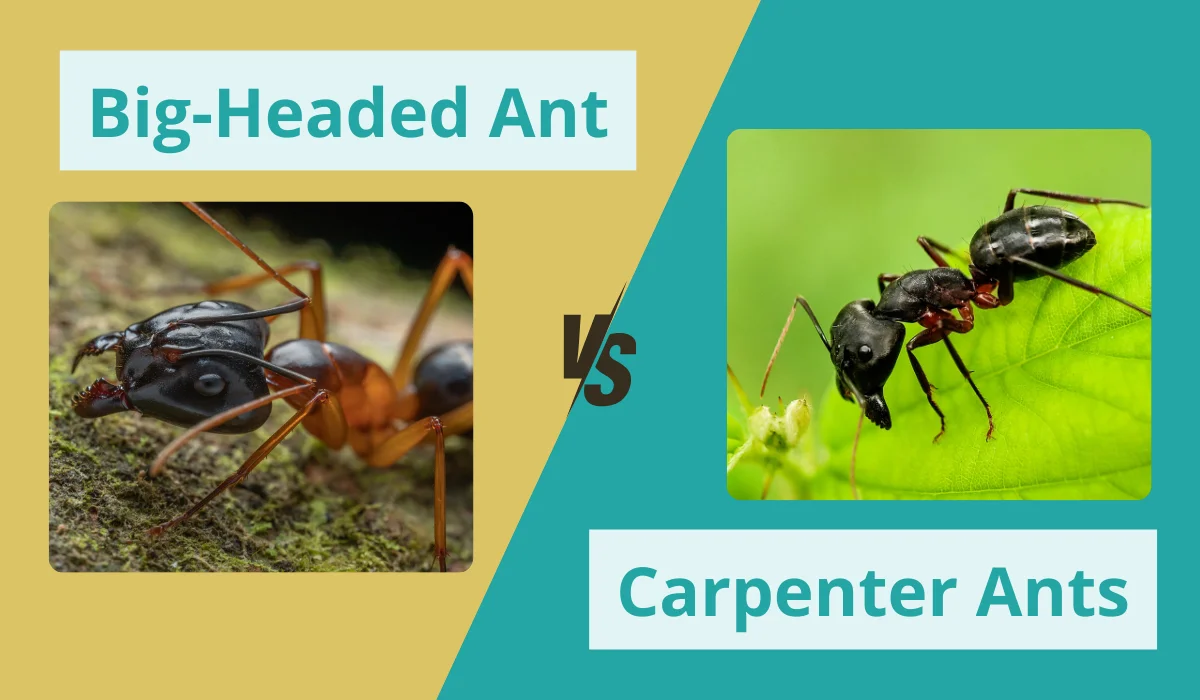 big-headed and carpenter ant comparison