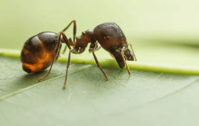 Big headed ant on leaf
