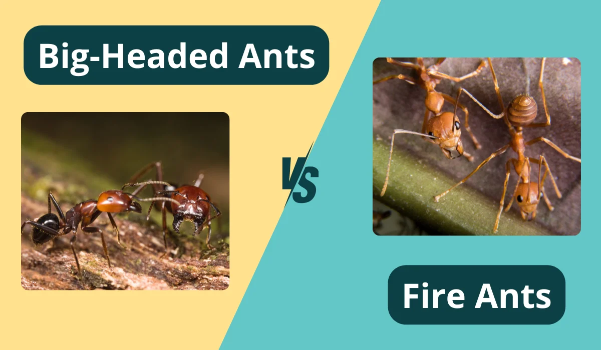 big-headed and fire ants comparison