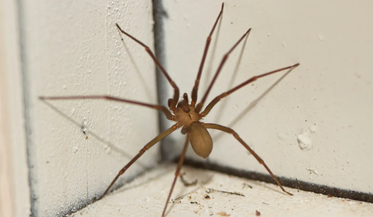 brown recluse spider