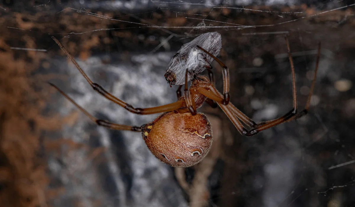 brown widow spider