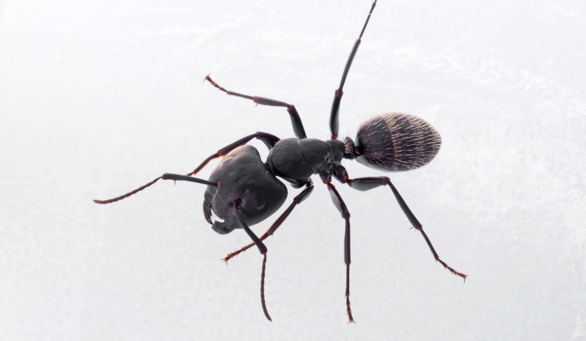 Carpenter Ants in Florida: Identification, Treatment, & Prevention ...