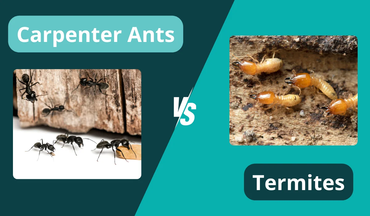 carpenter ants and termites comparison