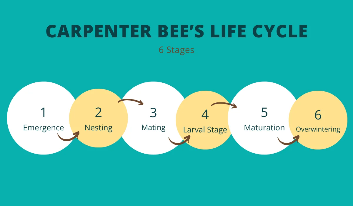 carpenter bee life cycle