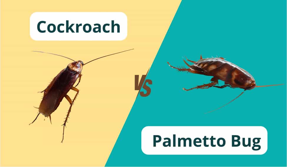 cockroach vs palmetto bug