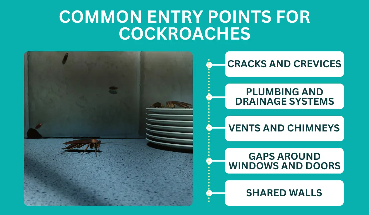 common entry points of cockroaches