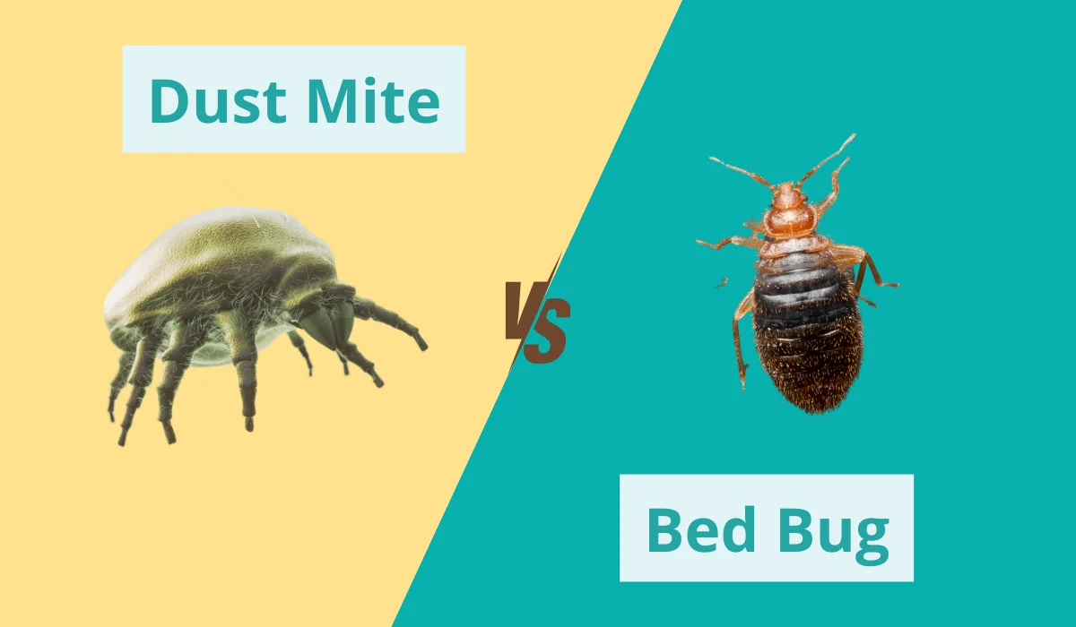 dust mite vs bed bug comparison