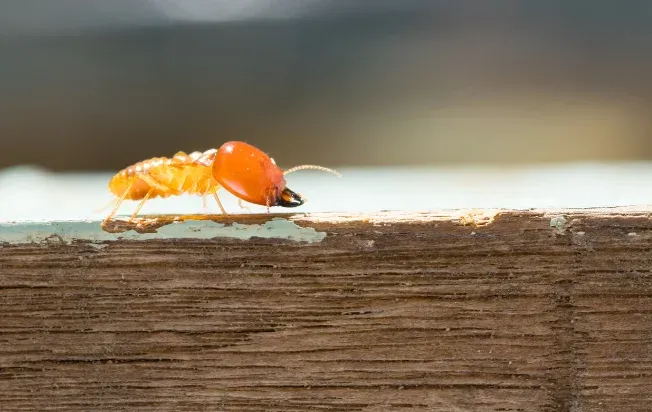 eastern Subterranean termite