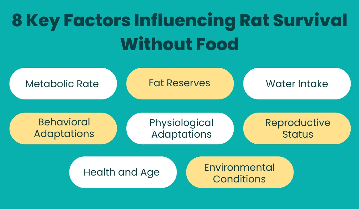 8 Key Factors Influencing Rat Survival Without Food