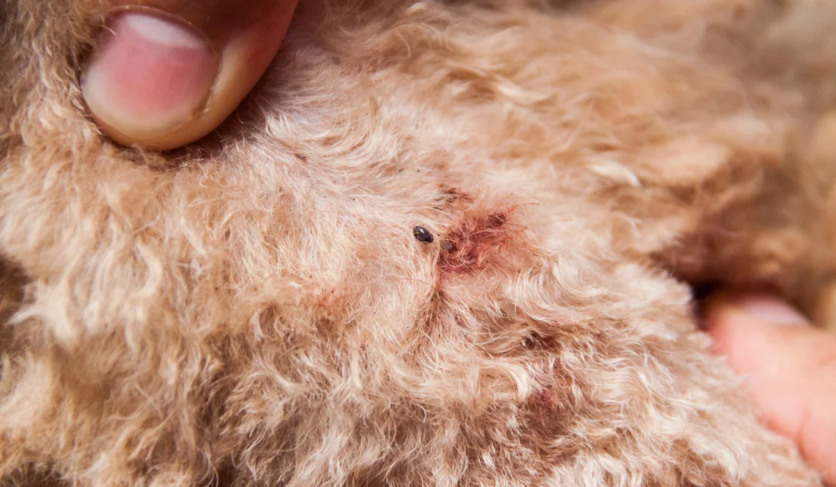 fleas on dog skin fur