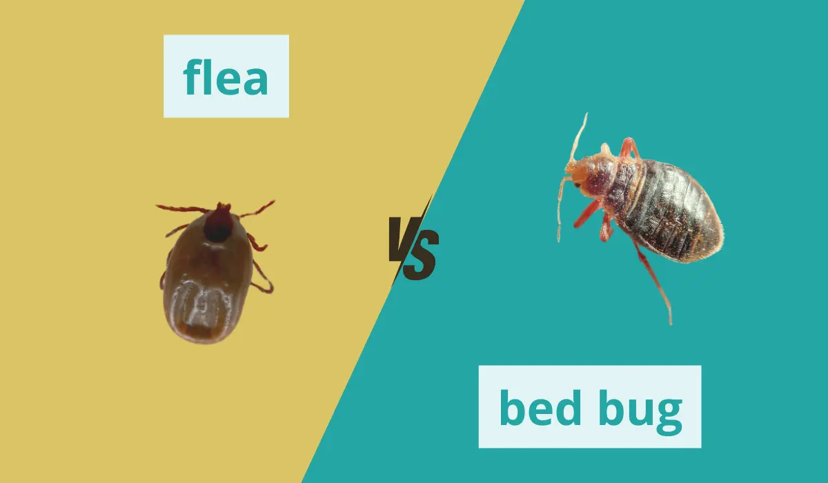 Bed Bugs vs. Fleas: How to Tell the Difference | Native Pest Management