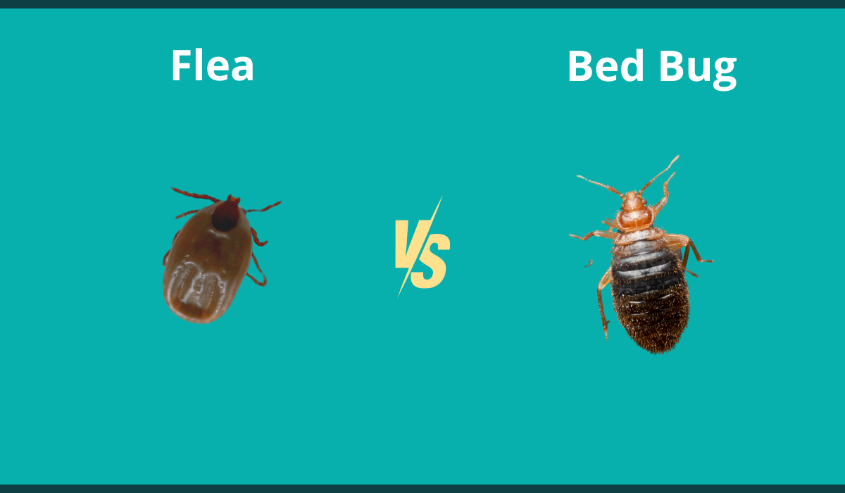 flea vs bed bug comparison