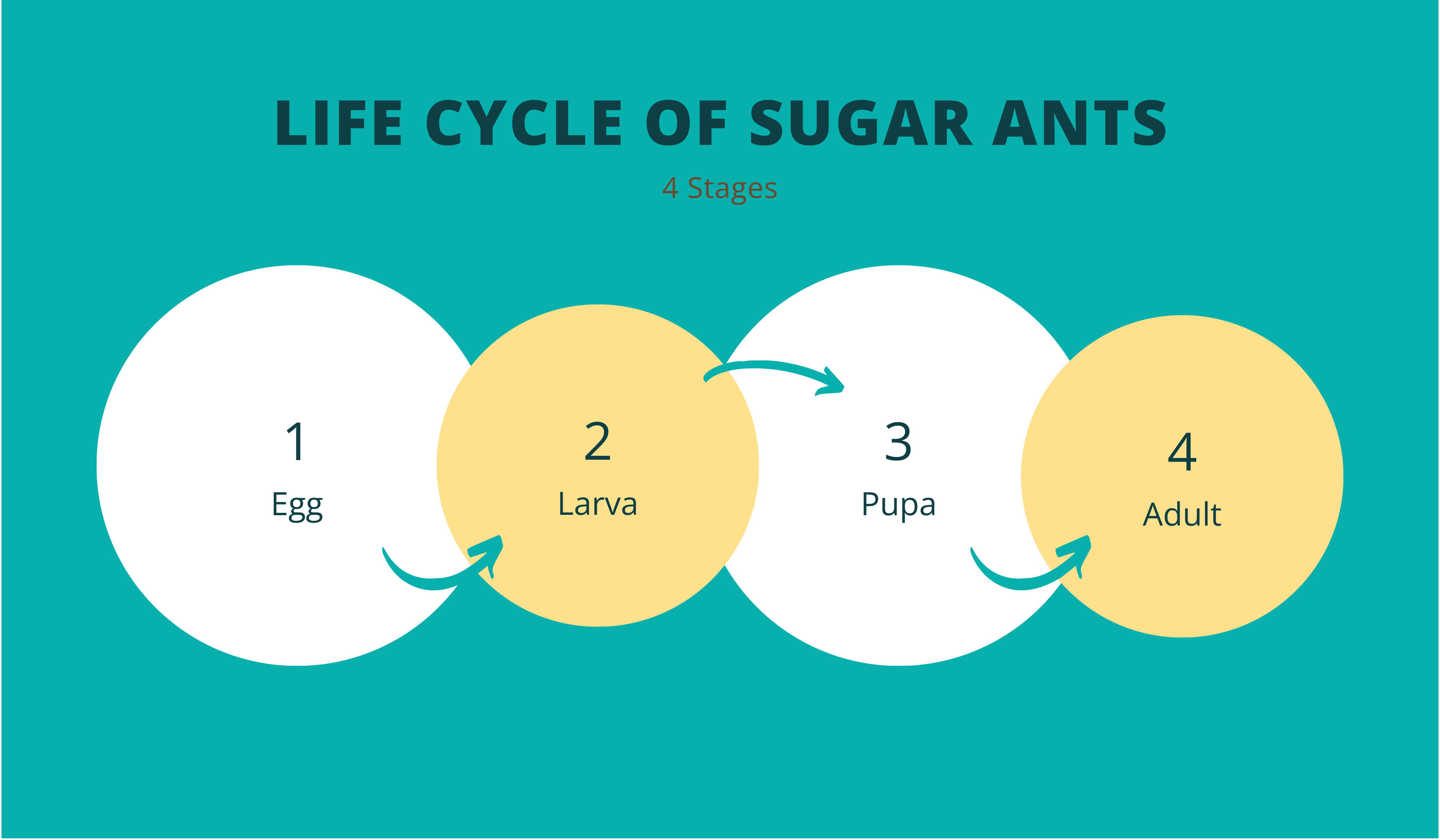 life cycle of sugar ants