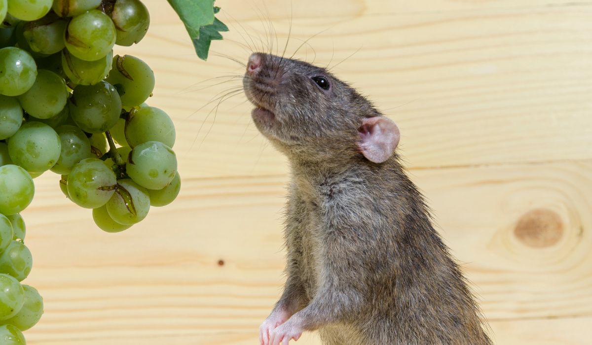 How to Identify and Get Rid of Fruit Rats in Florida | Native Pest ...