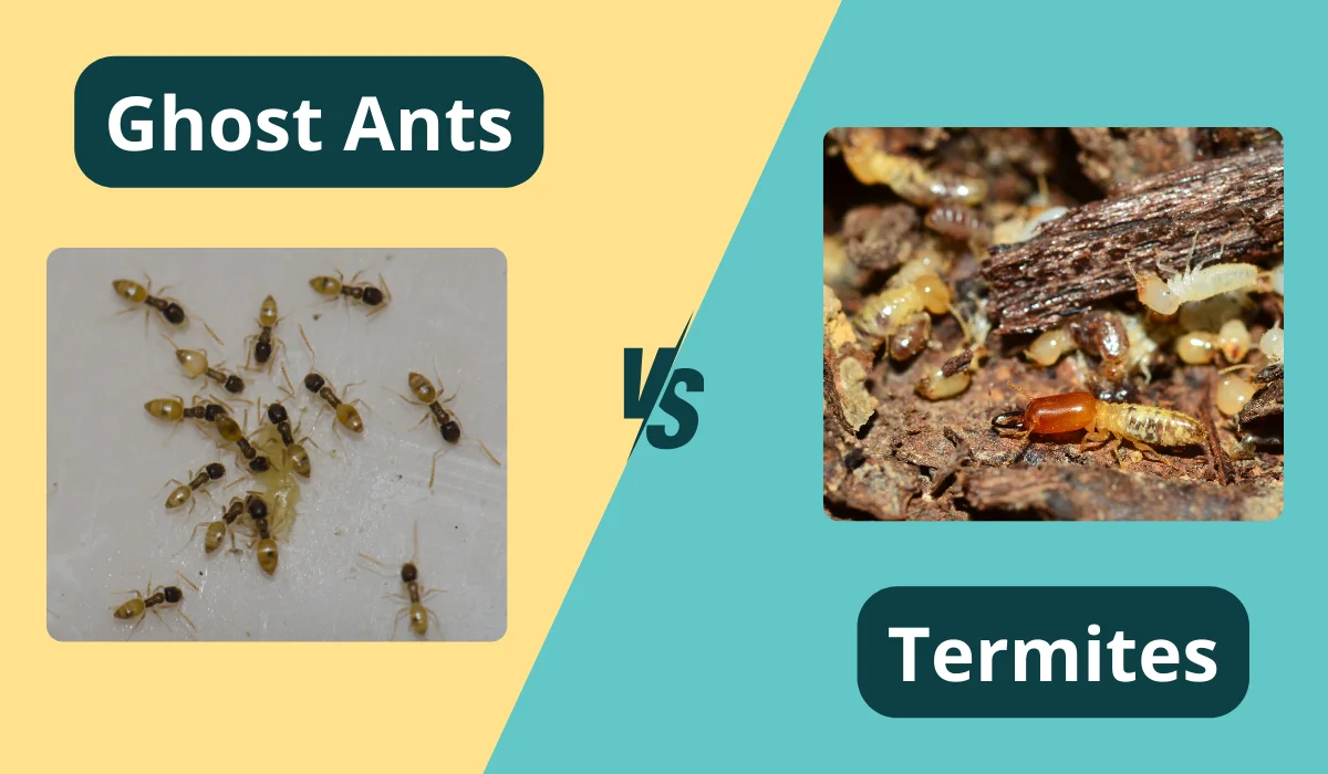 ghost ants and termites comparison