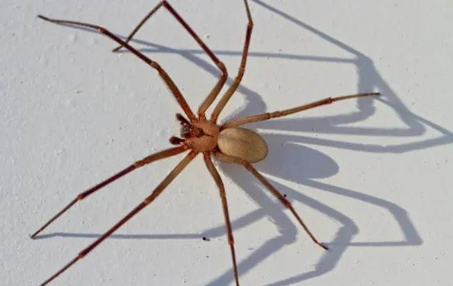 Hairless brown recluse spider
