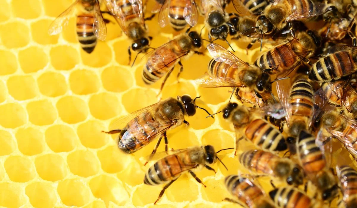 honey bee comb