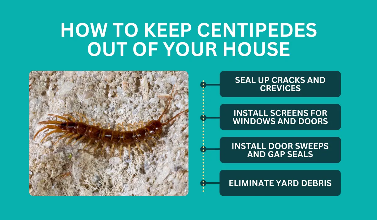 how to get rid of centipede