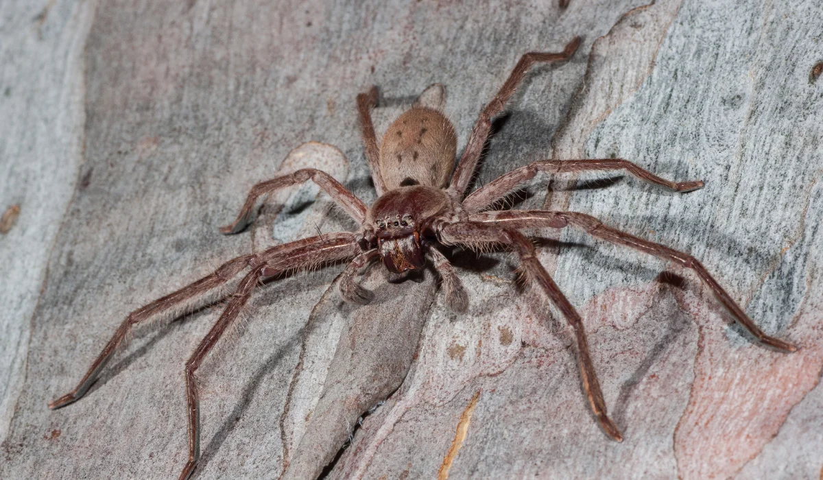 huntsman spider