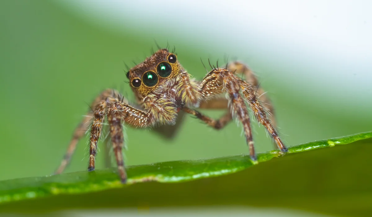 jumping spider