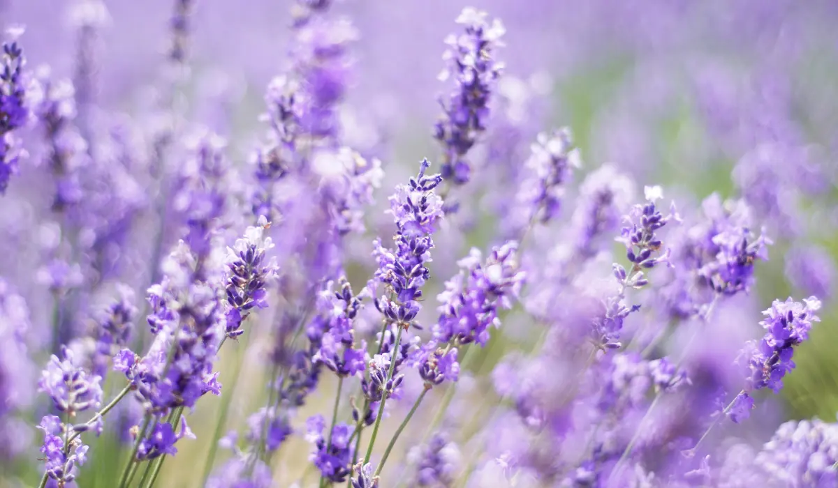 lavender plant