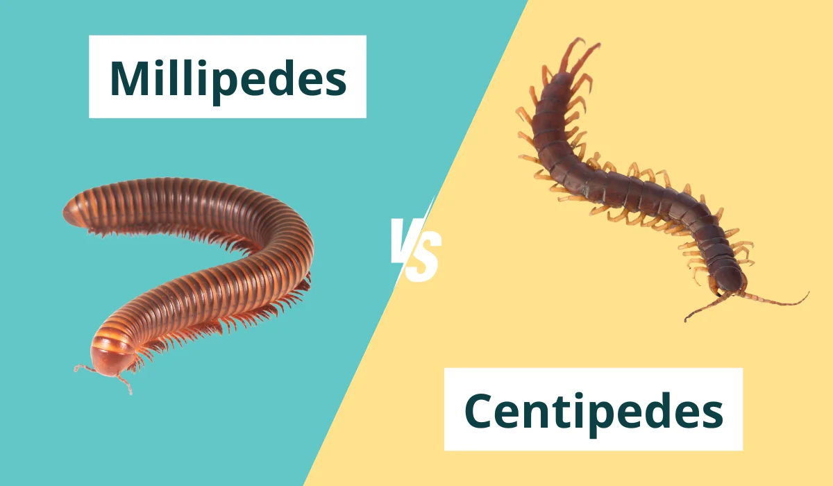 millipede and centipede comparison