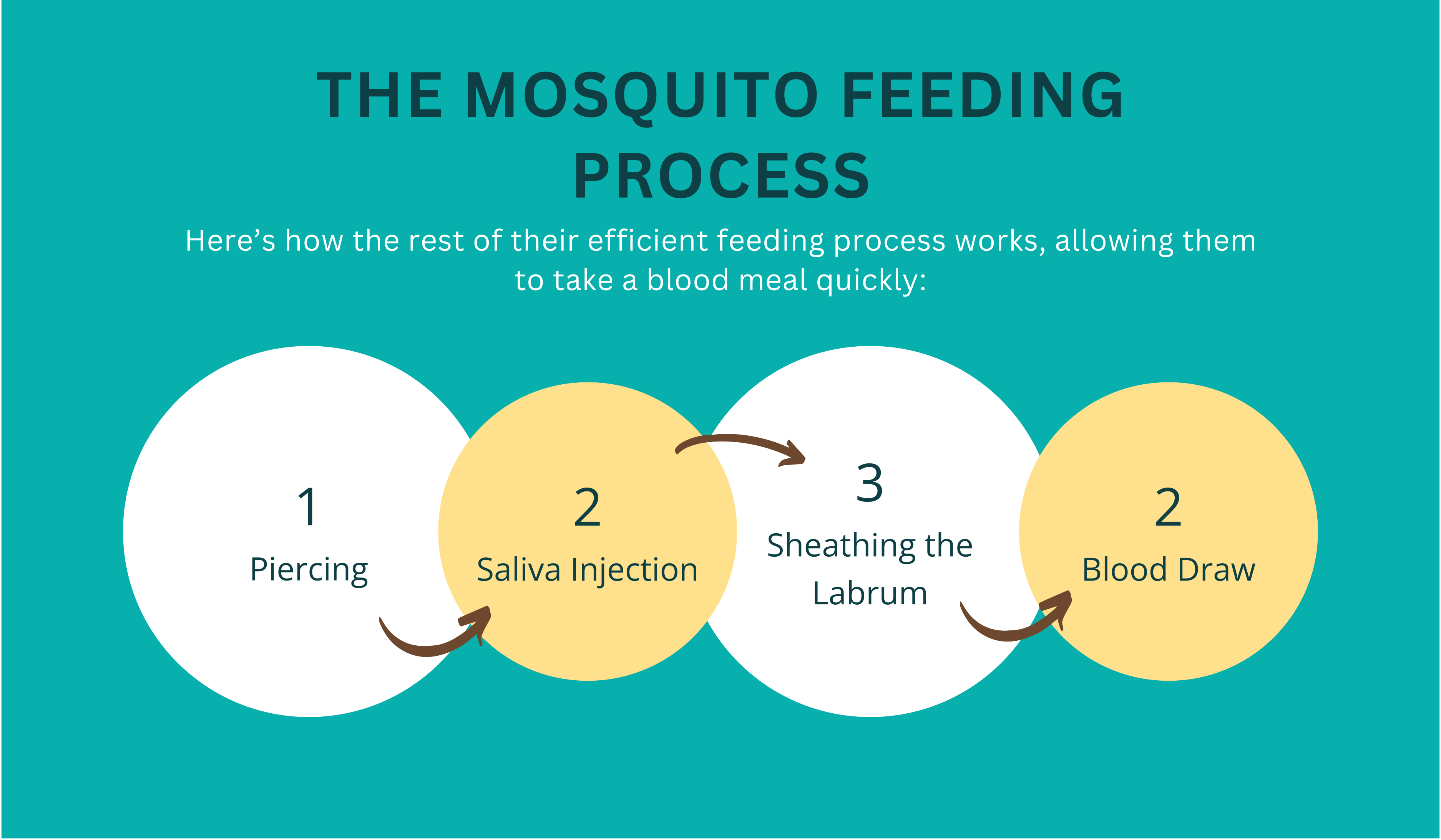 feeding process of mosquito