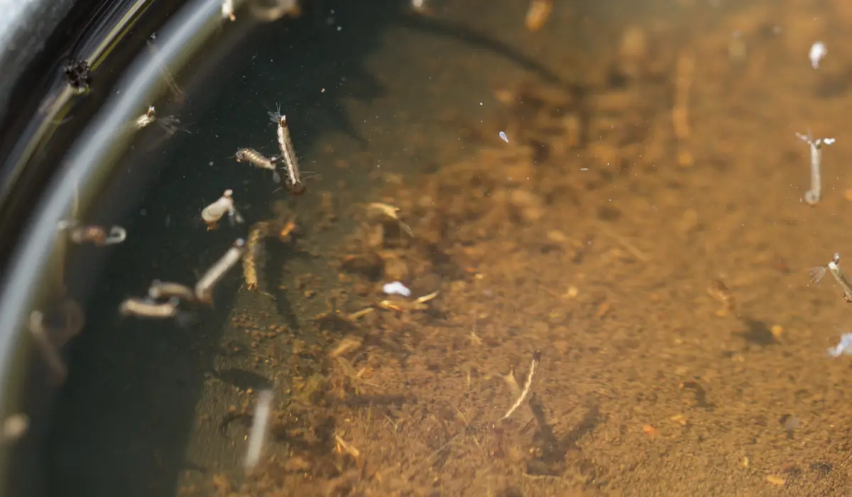 mosquito larvae in dirty water