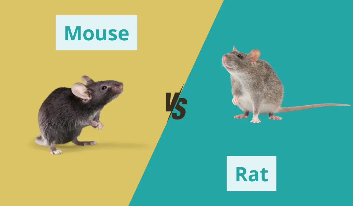 mouse vs rat comparison