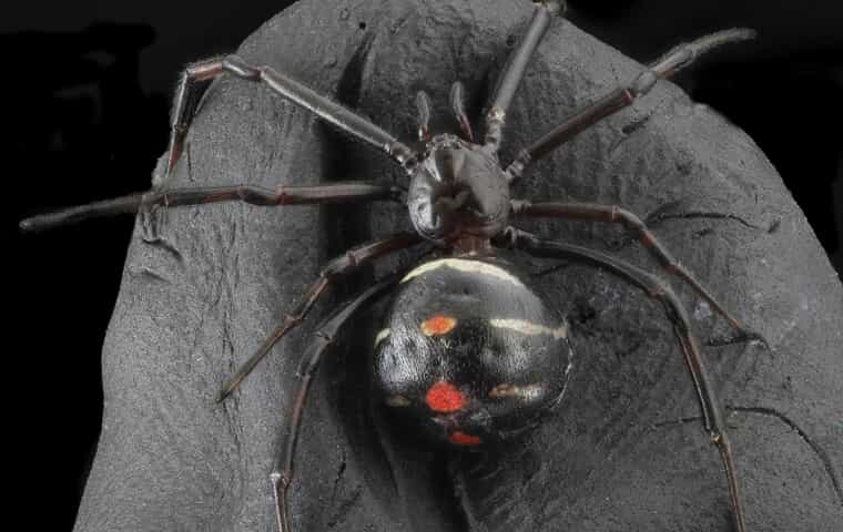 Northern Black Widow spider