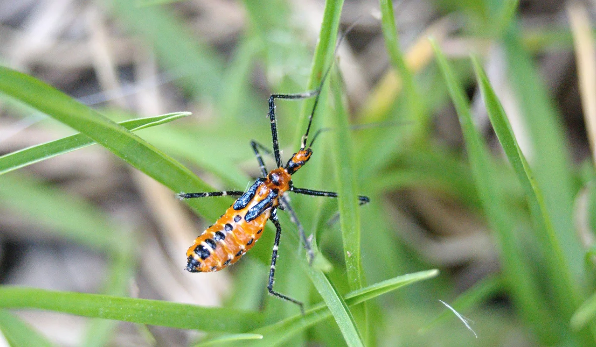 How to Get Rid of Chinch Bugs in South Florida