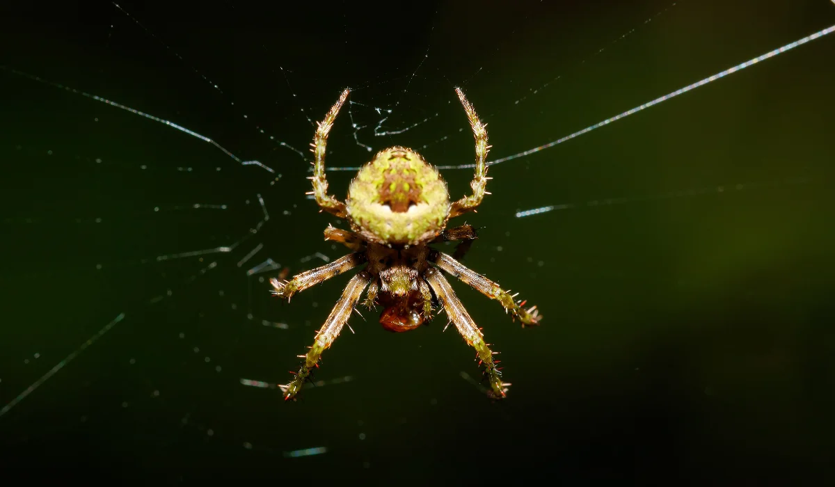 orb weaver spider