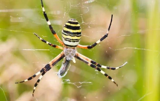 Orb weaving spider in web