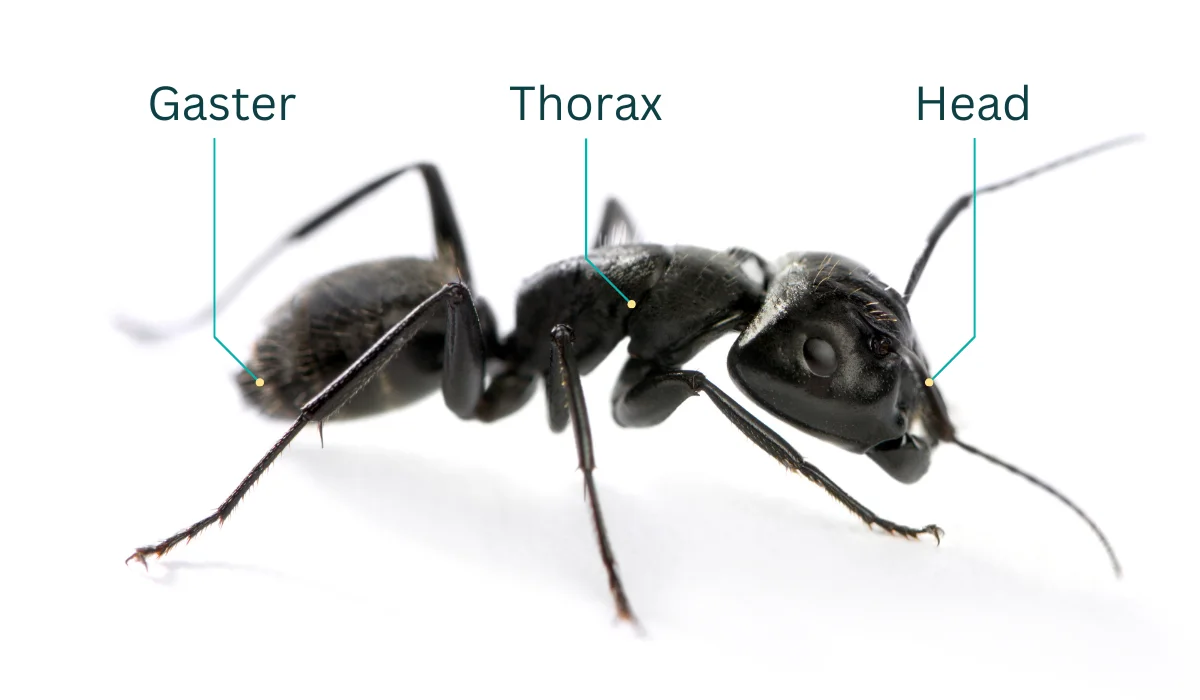 carpenter ant characteristic