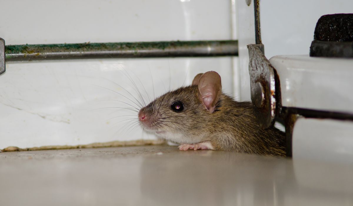 How To Get Rid Of Rats Without Using Poison