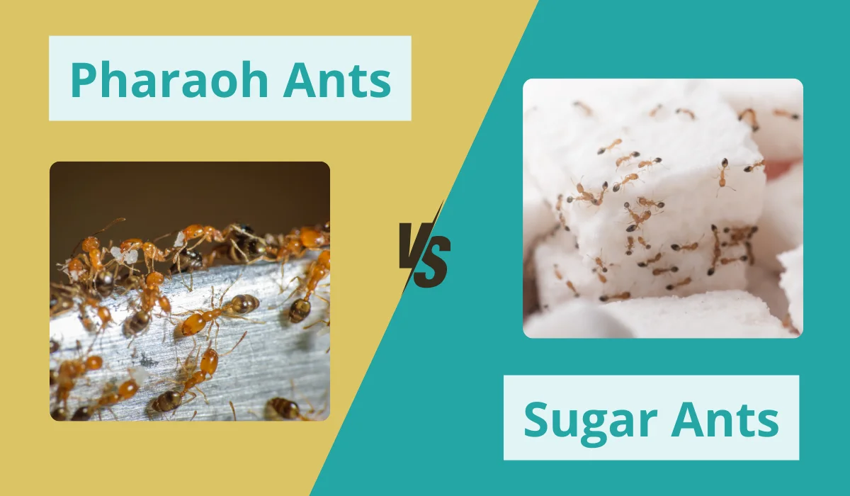 pharaoh and sugar ants comparison