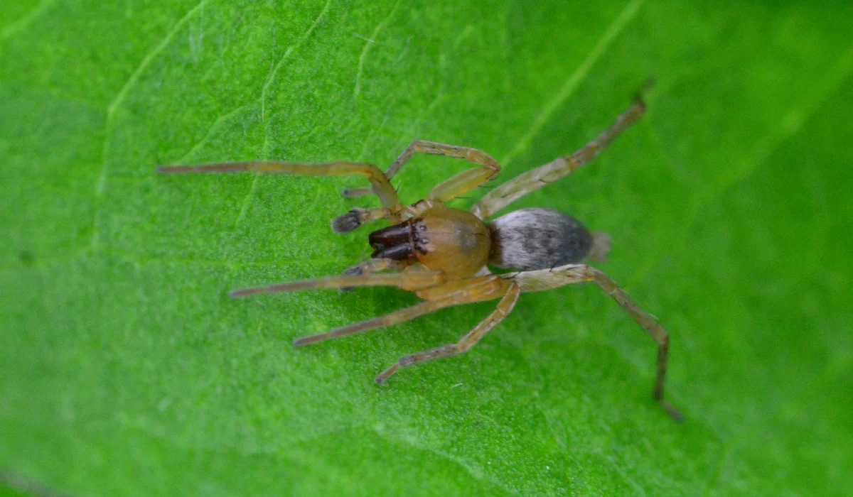 sac spider