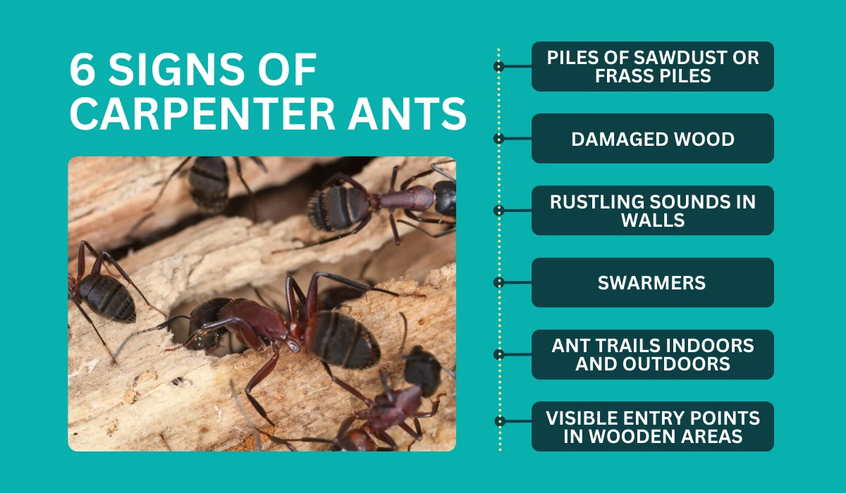 signs of carpenter ants