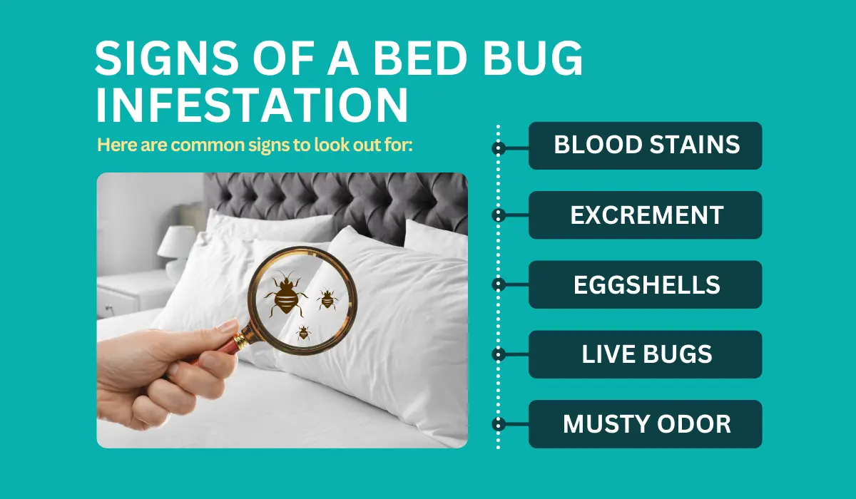 signs of bed bug infestation