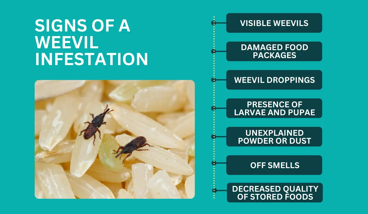signs of a weevil infestaation
