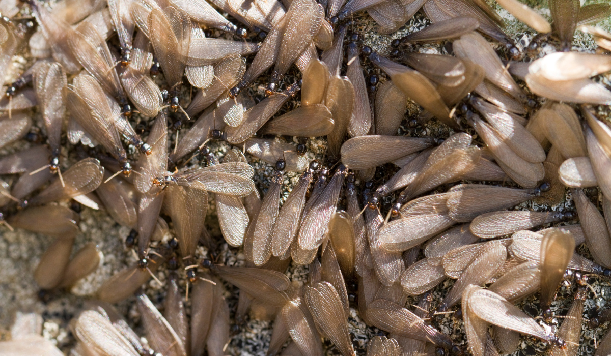 swarm of winged termites