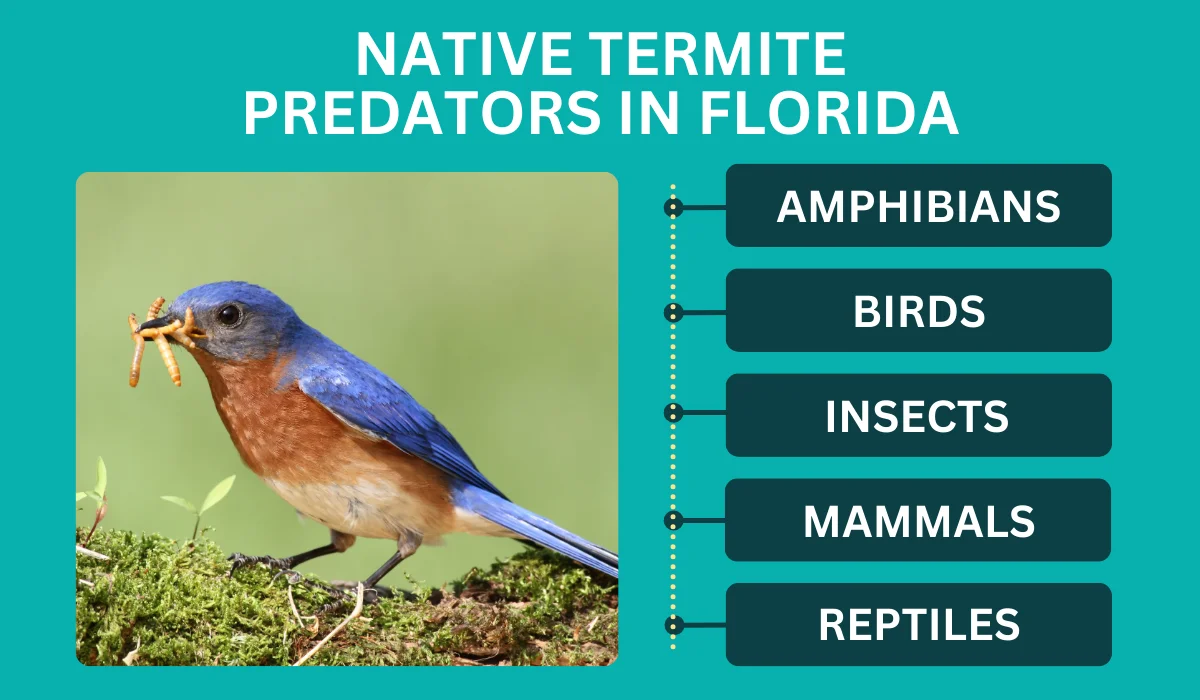 termite predators