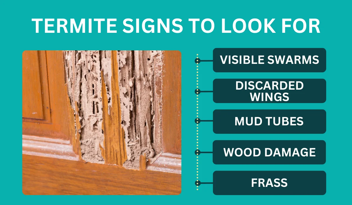termite signs