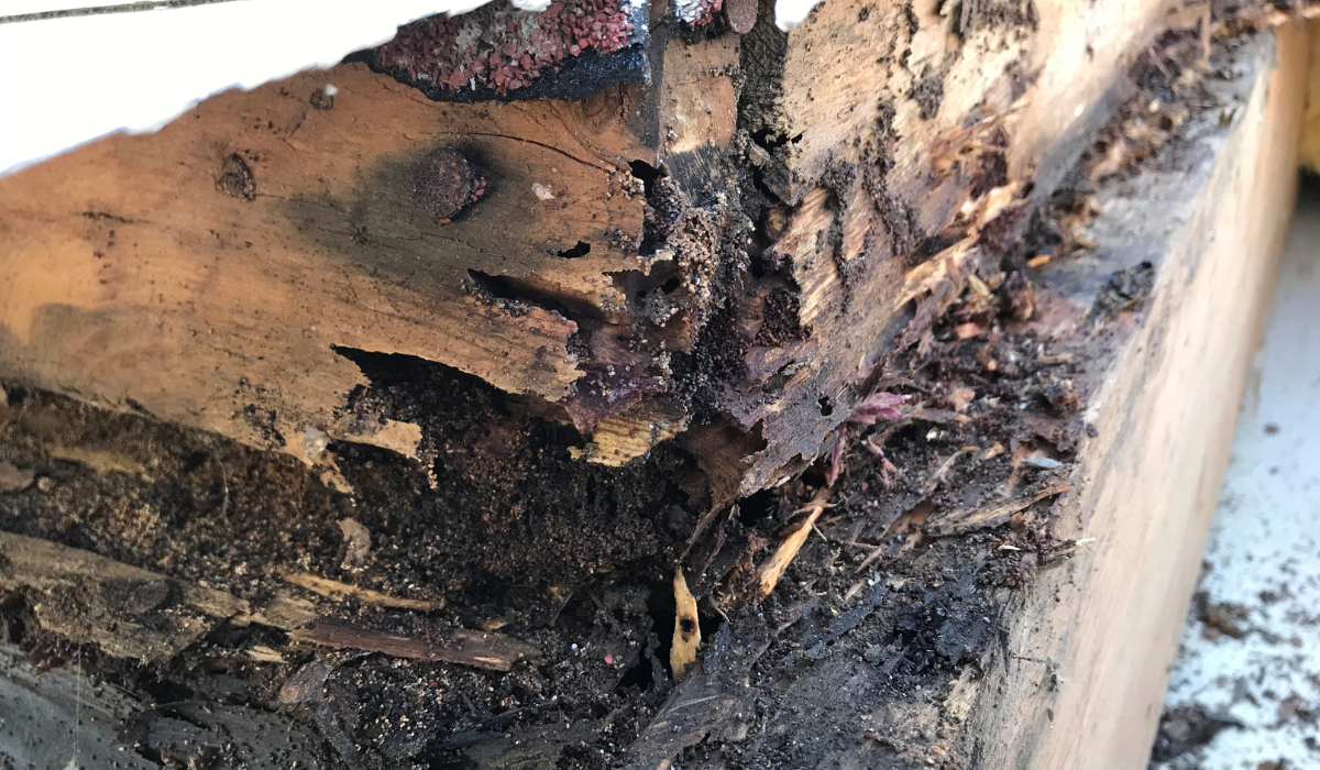 termite damage on wood